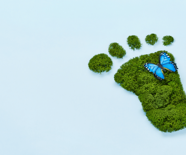 Sustainability and Environmental Impact